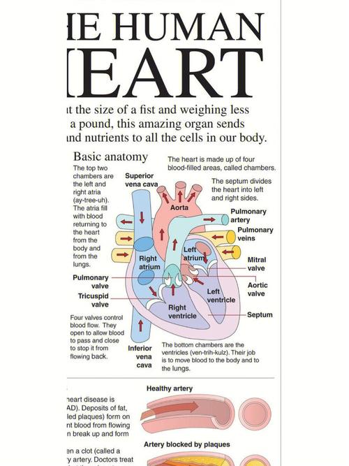 eye ent,Eye and Ent: A Comprehensive Guide